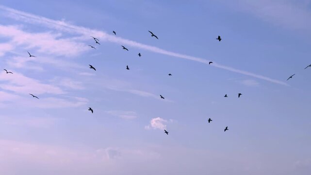 相模湾上空を旋回するウミアイサの群れ