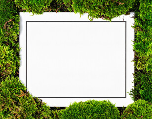 식물-이끼-생이끼-틀-프레임-글박스-사각-프레임-글상자-텍스트박스-편지지-카드편지