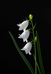 Fototapeta premium Delicate white bell-shaped flowers bloom in the spring, symbolizing purity and renewal. Their petals are fragile and show intricate detail ,tranquil ,plant ,serene