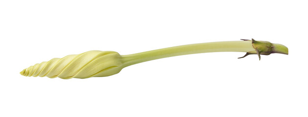 Moonflower Ipomoea alba L. isolated on a white background