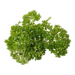 Curly Parsley is a leafy herb that grows like a small shrub isolated on a white background