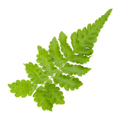 Fern leaves isolated on a white background
