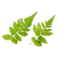 Fern leaves isolated on a white background