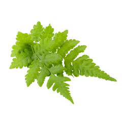 Fern leaves isolated on a white background