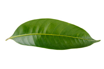 Leaves of the Marian plum isolated on a white background