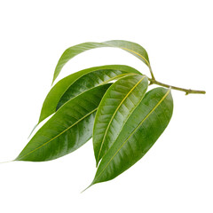 Leaves of the Marian plum isolated on a white background