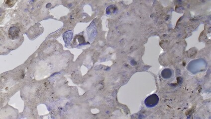 Microscopic view of tissue sample, light gray and white shapes with subtle blue highlights