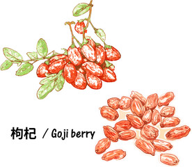 Fresh goji berry and dry goji green leaves dried berries lycium barbarum plant vector food illustration