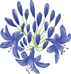 Agapanthus Lily of the Nile Botanical Painting Elegant Floral Illustration
