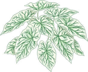 Caladium Candidum Botanical Painting Tropical Ornamental Foliage