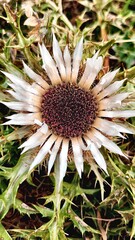 Carlina acaulis stemless carline thistle