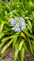 Large blue inflorescence of the agapanthus African lily