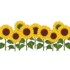 Obraz premium Sunflowers isolated on white background