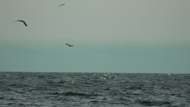 Seagulls flying ocean, majestic birds soar over vast choppy sea under hazy blue sky