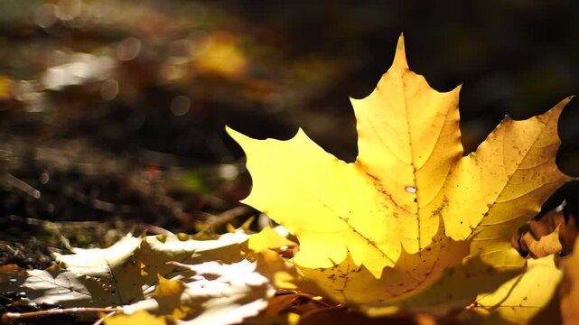 A close-up shot of a fallen, brightly colored leaf in autumn sunlight, showing intricate veins and details. Other leaves lie in the background