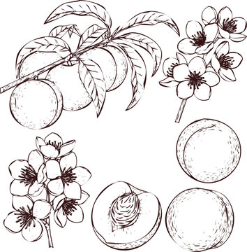 Hand Drawn Peach Tree Branch with Fruits and Blossoms Sketch flower