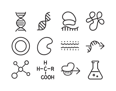 Molecular Biology Icons. Molecular biology. Line icon set of molecular biology: DNA helix, RNA strand, ribosome, protein structure, cell nucleus, enzyme icon,