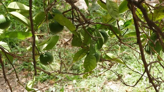 Green oranges growing on a fruit tree, organic farming