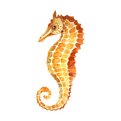 Watercolor Seahorse Illustration