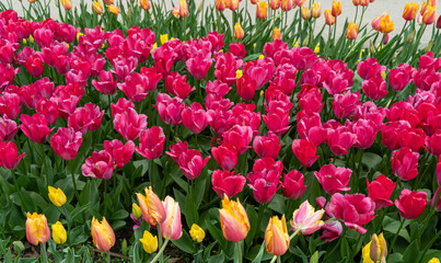 Tulip flowers in garden. Bloom tulips in park on flower bed, April bouquet, blooming tulipa
