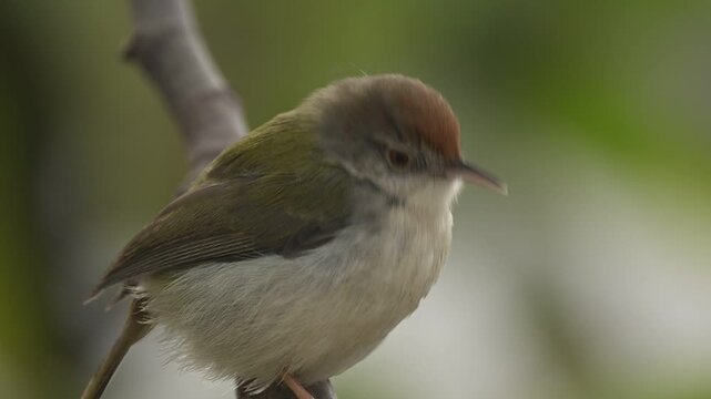 An elegant Common Tailorbird bird perched on a branch, with natural bokeh creating a soft, professional backdrop for its morning song.
