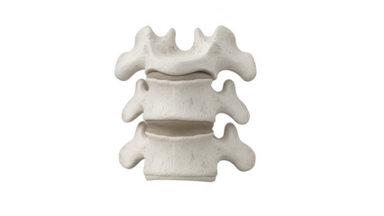 Close up of three png isolated transparent background white cervical vertebrae with intervertebral discs against a black background