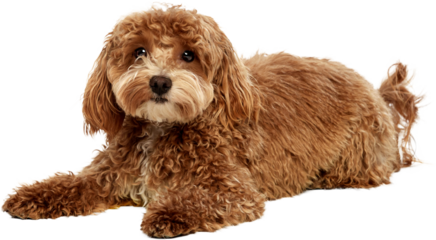 Poodle dog lying and looking forward with soft brown coloring. Concept of brand mascot usage, website headers, service advertising, pet care promotion, commercial design. Transparent background
