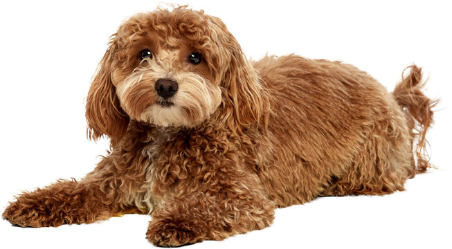Poodle dog lying and looking forward with soft brown coloring. Concept of brand mascot usage, website headers, service advertising, pet care promotion, commercial design. Transparent background