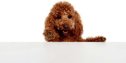 Poodle dog peeking over empty white surface isolated. Concept of banner advertising, message placement, copy space layouts, promotional design, marketing content. Transparent background