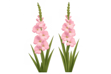 Pink gladiolus flowers blooming with green leaves, summer botanical garden plant on transparent background