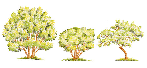pencil drawing green trees isolated on white, nature design elements, hand drawn illustration