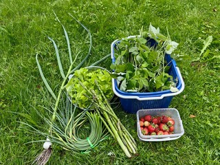 Vegetable and berry harvest in the garden - strawberries, asparagus, garlic.