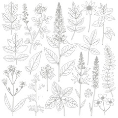 Fototapeta premium Collection of botanical illustrations featuring various leaves and plants in detailed line art style