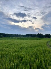 Obraz premium green field and blue sky
