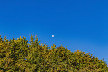 Landscapes, Forest, Carpathians, Photos of nature - Europe, Eastern Europe