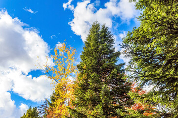 Landscapes, Forest, Carpathians, Photos of nature - Europe, Eastern Europe