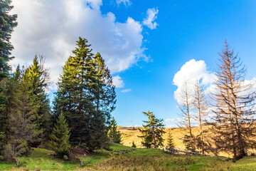 Landscapes, Forest, Carpathians, Photos of nature - Europe, Eastern Europe