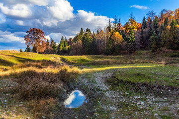 Landscapes, Forest, Carpathians, Photos of nature - Europe, Eastern Europe