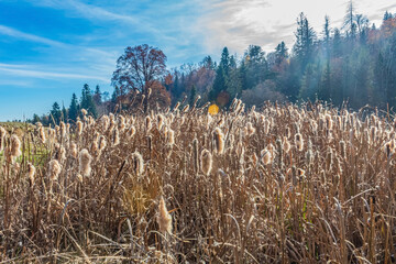 Landscapes, Forest, Carpathians, Photos of nature - Europe, Eastern Europe