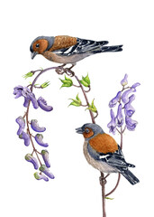watercolor drawing birds at wild flowering plant isolated on white background, Eurasian chaffinch at flower of northern wolf's-bane, hand drawn illustration