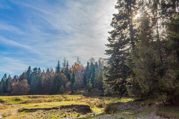 Landscapes, Forest, Carpathians, Photos of nature - Europe, Eastern Europe