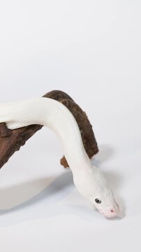 White Snake Slithering Over Branch in Studio Closeup