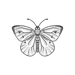 vector vintage drawing butterfly , cabbage white, insect isolated at white background, natural element, hand drawn illustration