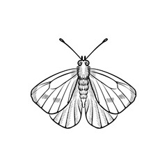 vector vintage drawing butterfly , cabbage white, insect isolated at white background, natural element, hand drawn illustration
