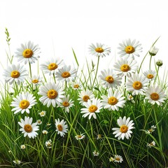 Fototapeta premium White daisy flowers in a vibrant green meadow