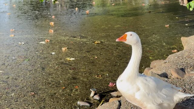 White Domestic Goose Standing by a Pond in Natural Sunlight