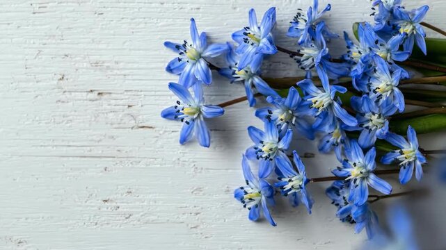 Blue Siberian Squill flowers bouquet on white rustic wooden background top view with copy space