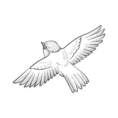 vector vintage style drawing flying bird , hand drawn illustration, isolated nature design element