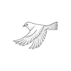 vector vintage style drawing flying bird , hand drawn illustration, isolated nature design element