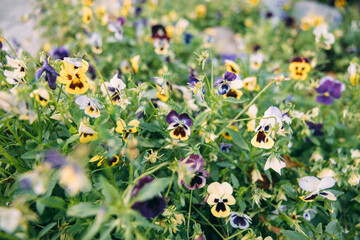 vibrant field of pansy flowers in various colors, including purple, yellow, and white. The flowers are densely packed, creating colorful natural background.